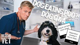 Dr Scott answers your dog questions! Dogs eating poo?! Cat feuds & separation anxiety! | Ask the Vet