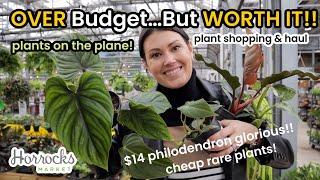 OVER Budget...But WORTH It! Plant Shopping & Plant Haul Horrock's Nursery - Plants On The Plane!
