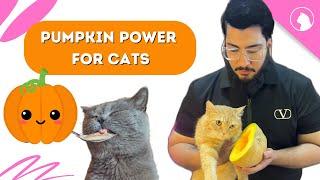 Benefits of Pumpkin for Cats | Homemade Cat food for Persian Cats