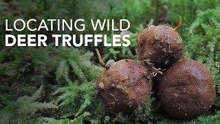 Locating Wild Deer Truffles