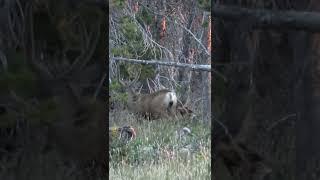 BIG mule deer bucks in Utah!