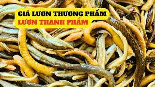 Cập Nhật Giá Lươn Thương Phẩm,Lươn Thành Phẩm - Trại Giống Đông Sơn