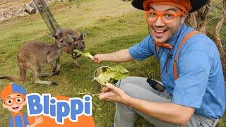 Blippi Visits San Diego Zoo Safari Park | Animal Videos For Kids | Educational Videos For Kids