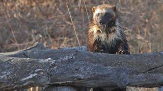 'Extremely rare' wolverine sighting made in a Calgary park