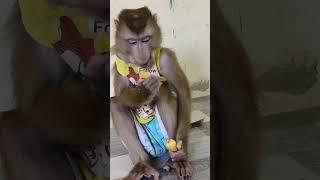 Monkey Hailey Record Reply While Chewing Want See Jessa #jason #smartmonkey