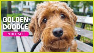 GOLDENDOODLE | Rasseportrait | Charakter, Haltung, Erziehung