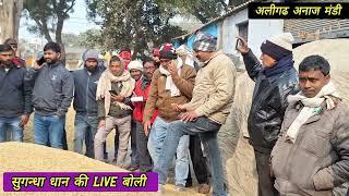 धान की Live बोली  सुगधा dhan ka bhav |  dhan ka bhav | aligarh mandi dhan bhav / dhaan