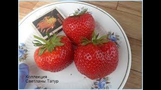 ЛИЯ САХАРНАЯ - истинно сахарный вкус клубники. / 14.06.19.