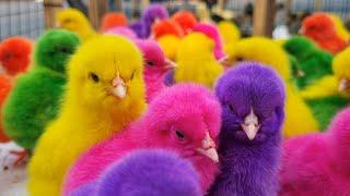 World Cute Chickens - Colorful Chickens - Rainbows Chickens - beautiful chicken - Cat   Cute Animals