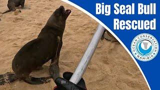 Big Seal Bull Rescued