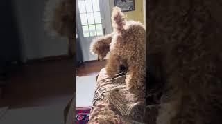 Leo hiding toys in the couch