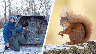 One of my Best Day's Ever Photographing Red Squirrels (Espen Helland's Woodland Hide)