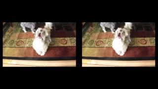 Sam Kinison & Cody the dog screaming