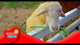 What are Ruminants - More Science on the Learning Videos Channel