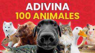 Adivina el Animal en 3 SEGUNDOS  | Reto de 100 Animales 