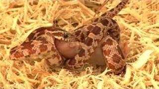 How To Look After Baby Corn Snakes