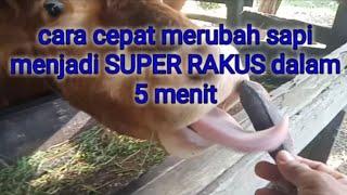 Cara Cepat Merubah Sapi Menjadi Super Rakus Dalam 5 Menit