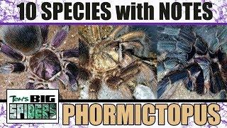 10 Phormictopus Species with Notes