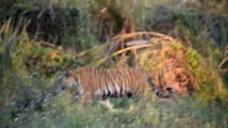 Royal Bengal tiger (Panthera tigris tigris) in Chitwan national park Nepal