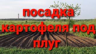 Посадка картофеля под плуг!!! Мотоблок мотор сич.18.05.21г.