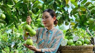 Harvesting Guava Fruit Goes to the market sell - Make wild food for chickens