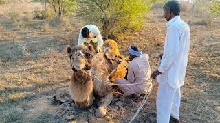 Hair cutting of camel for the fourth time