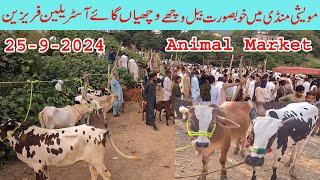 Fateh jangi talagang bulls dongi mandi kotli mirpur domail mandi kharian mandi Bulls | Animal market