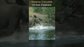 Massive Crocodile Strikes Elephant