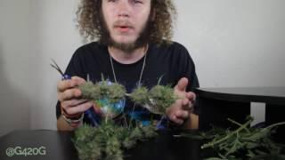 Harvesting Cannabis NYCD Autoflower Crop King Seeds