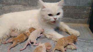 Mother Cat Not Feeding Milk Kittens Need Immediate Rescue To Find Milk