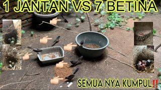 MURAI BATU SEMUA PADA KUMPUL DI AVIARY RONGGOLAWE BIRDFARM ‼️ SISTEM POLIGAMI 1 JANTAN 7 BETINA