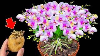 Just 1 thin slice per week! Orchid produces 500% more flower branches and leaves shine