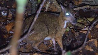 Mouse Deer: Worlds Smallest Hoofed Animal: Singapore Nature 2020