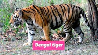Royal Bengal tiger (Panthera tigris tigris)