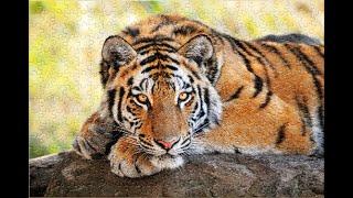 Tiger | Speed up jigsaw puzzle 快轉拼圖| Satisfying Video