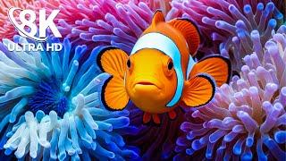 Unter dem Roten Meer 8K ULTRA HDDie schönsten Fische an wunderbaren Korallenriffen