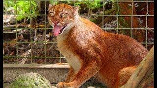 Rarest cats in the world: Bay Cat (Kalimantan cat)