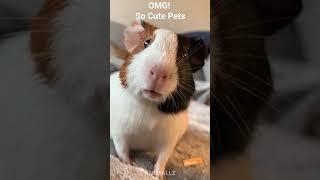 OMG! So Cute Pets  Best Funny Cats and Dogs 2021 | Animallz #Shorts