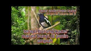 terapi burung kacer macet bunyi langsung gacor lagi