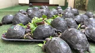 New 900 Group of Aldabra tortoise hatchlings.  A captivating inside view of lunch￼!   LOL