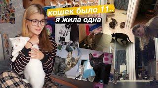 как я жила с 11 кошками в квартире ОДНА