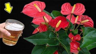 Just 1 Cup! Anthurium Grows Fast And Blooms Crazy