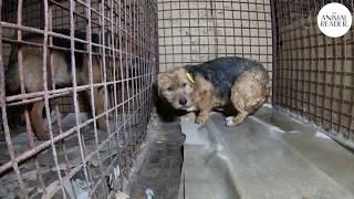 200 dogs will die without help in Russian shelter | The Animal Reader