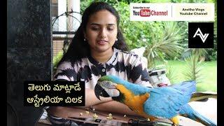 A Telugu Talking Macaw in My Pet Collection