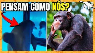 Quais ANIMAIS têm CONSCIÊNCIA? | Zoomundo Responde #33