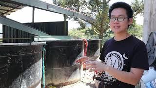 Cara Pemupukan Pohon Durian Agar Hasil Buah Besar