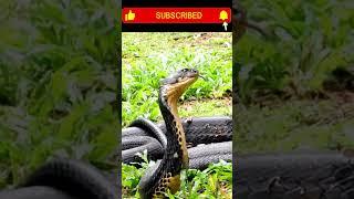 Closeup Footage - King cobra snake is flicking his tongue !!#new #viral #wildlife #animals #ytshorts