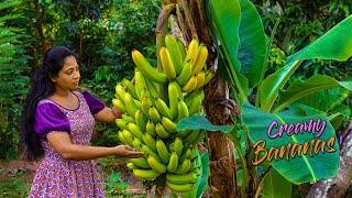 Creamy Bananas! for Honey banana pudding, Chocolate banana chips & Yoghurt lassi | Traditional Me