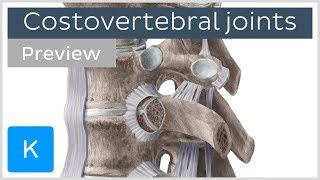 Costovertebral joints and ligaments (preview) - Human Anatomy | Kenhub
