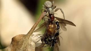 Prenolepis nitens males ants mating with dying half-eaten queen